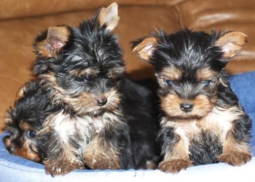 Yorkshire,no encontraras mejores cachorrros