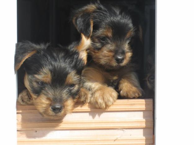 Yorkshire terrier cachorro macho muy económico, precio negociable