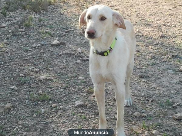 BLANCA UNA TIERNA CRUCE DE LABRADOR BUSCA ADOPCION‏