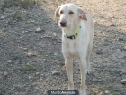 BLANCA UNA TIERNA CRUCE DE LABRADOR BUSCA ADOPCION‏ - mejor precio | unprecio.es