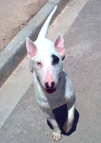 bullterrier con parche se ofrece para montas