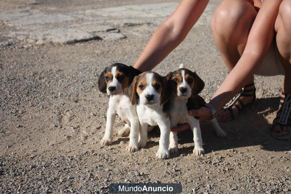 Cachorros Beagle 250€