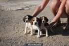 Cachorros Beagle 250€ - mejor precio | unprecio.es