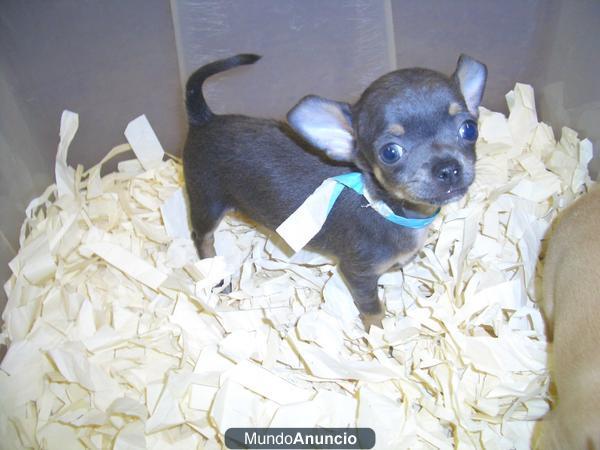 Cachorros de raza para tiendas de mascotas