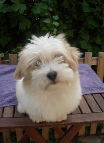 Coton de Tulear cachorro macho