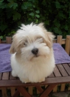 Coton de Tulear cachorro macho - mejor precio | unprecio.es