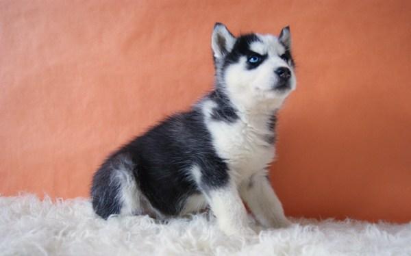 HUSKY SIBERIANOS CACHORROS DE CALIDAD LISTOS PARA ENTREGAR