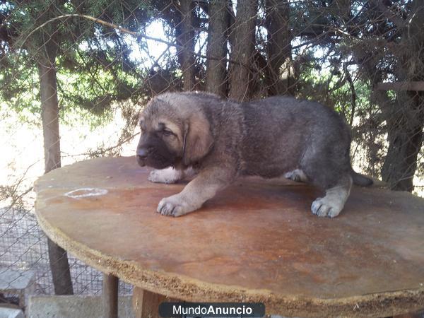 cachorros de mastin español