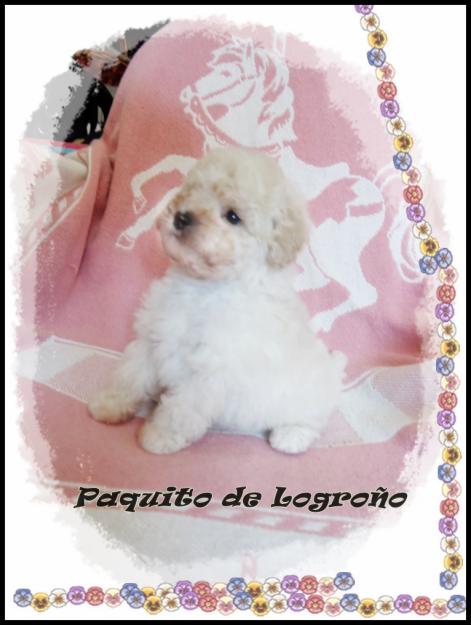 Cachorritos de pomerania, caniches toys y mini toy en todos los colores