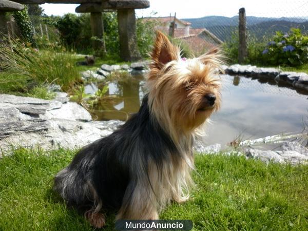 CACHORRITOS YORKSHIRE TERRIER