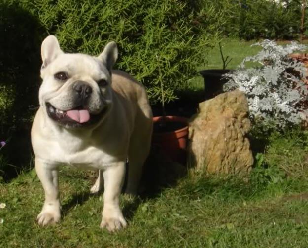 Cachorros Bulldog Frances