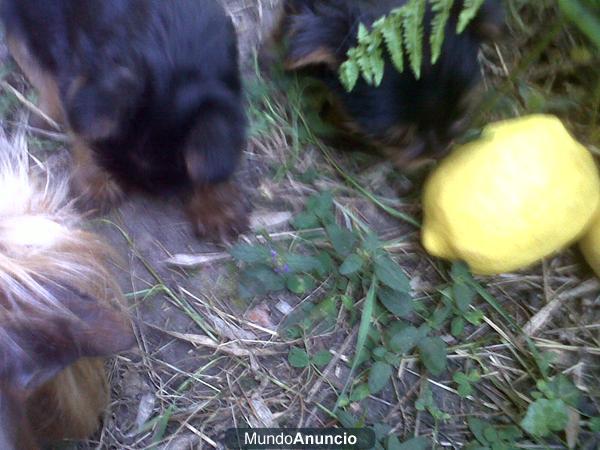 cachorros de yorkshaire