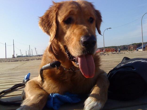 Golden Retriever busca novia