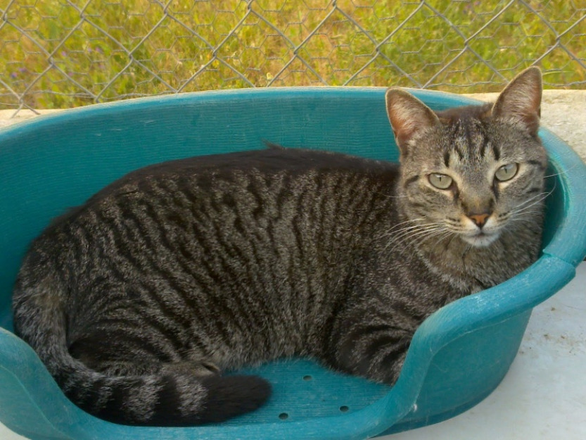 Laika, gata que lleva mucho tiempo esperando un hogar. Urge acogida cierra la protectora