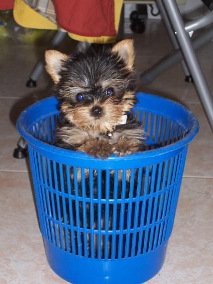 LINDOS CACHORROS DE YORKSHIRE TERRIER A 400E