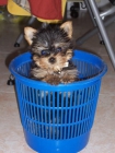 LINDOS CACHORROS DE YORKSHIRE TERRIER A 400E - mejor precio | unprecio.es