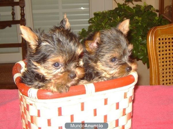 vendo cachorritos yorkys ,ven ha verlos sin conpromiso