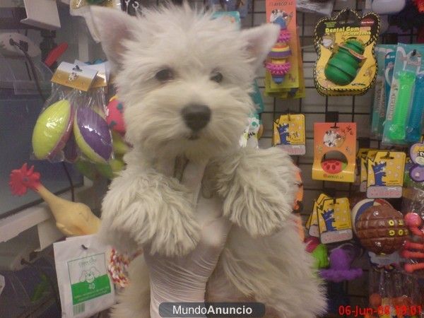 WESTHIGLAND WHITE TERRIER, perros, cachorros, criadero, venta.  Rústico, vivaz, valiente, muy independiente y testarudo,