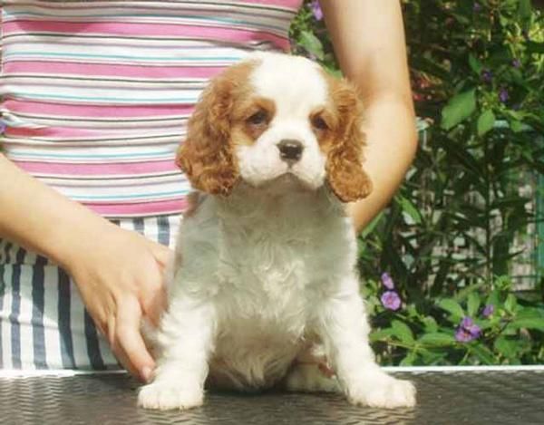 Arrogante rey Carlos Spaniel Cachorros de Raza Mixta.