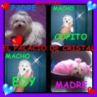 bichon maltes 2 caprichitos machos con loe - mejor precio | unprecio.es