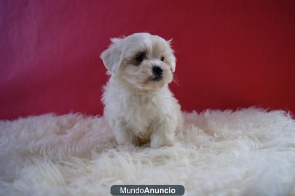 Bichon Maltes de primera calidad (pedigree)