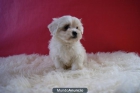 Bichon Maltes de primera calidad (pedigree) - mejor precio | unprecio.es