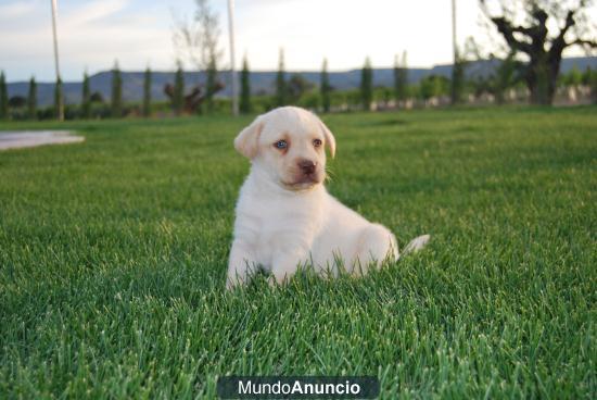 Buscas calidad, Labrador