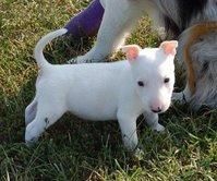 cachorro de bullterrier