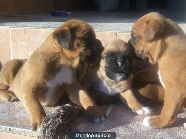 cachorros boxer