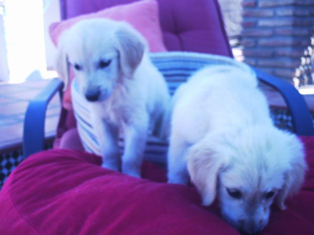 CACHORROS GOLDEN RETRIEVER, LOS MAS GUAPOS