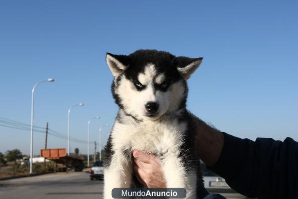 Camada de excelente calidad de husky