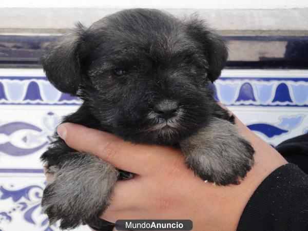 Excelente camada de schnauzer miniatura sal y pimienta