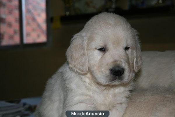 Golden retriever de VillaCarsan