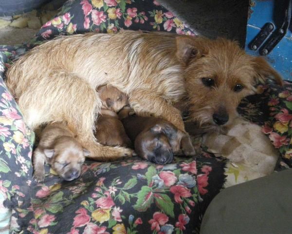 Regalo cachorros de tamaño pequeño (cruce yorky)