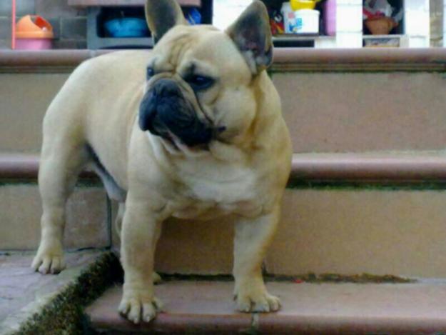 Se vende Cachorra de Bulldog Frances