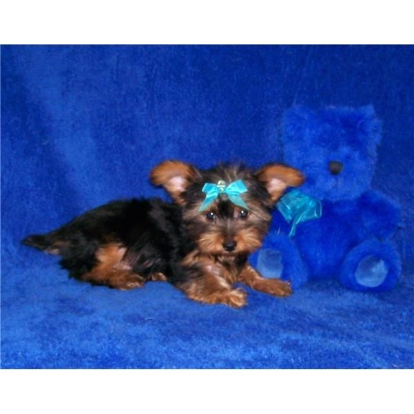 Yorkshire terrier cachorros para la venta