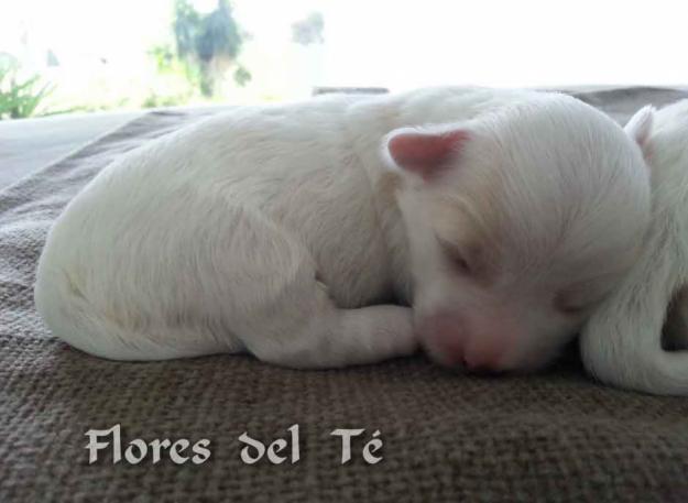 Cachorros de Coton de Tuléar