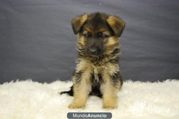 Cachorritos Pastor Aleman autenticos de raza Criadero