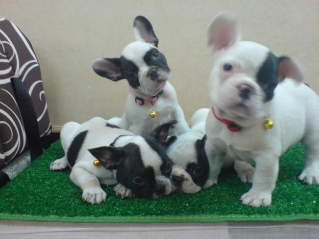 CACHORROS DE BULLDOG FRANCES, 590 EUROS