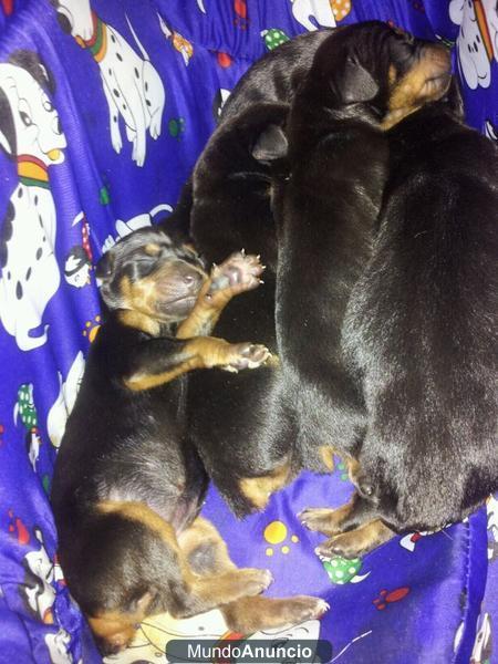 cachorros de doberman de pura raza