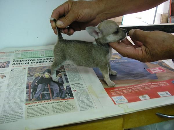 chihuahuas hembras extraudinarias superminiatura de bolsillo pelo corto 2 meses