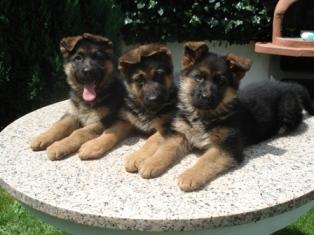 Excelentes cachorros de pastor Aleman