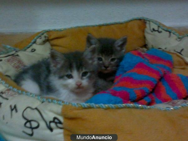 gatitos en adopcion