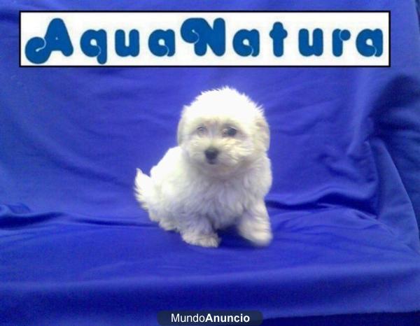 MALTESES –GARANTIA AQUANATURA- perros, cachorros, criadero, venta.