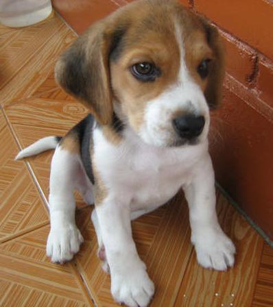 QUIERO COMPRAR UN BEAGLE CON PEDIGRÍ