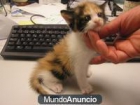 regalo gatitos de un mes de Vidaa 686 17 43 41 - mejor precio | unprecio.es