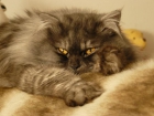 REgalo gato persa gris - mejor precio | unprecio.es
