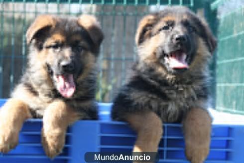 regalo Pastor aleman cachorros