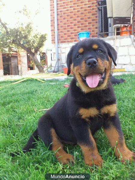 Rottweiler