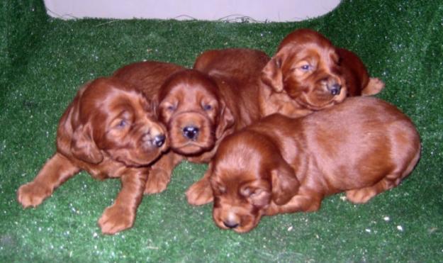 Setters irlandeses rojos con pedigri.